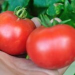 トマトの育て方(大玉トマト）・植え付け、用土や株間、追肥や脇芽かき、収穫などの栽培管理
