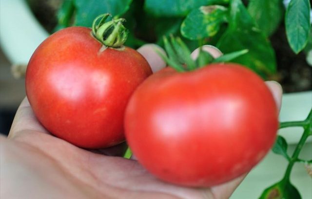トマトの育て方(大玉トマト）・植え付け、用土や株間、追肥や脇芽かき、収穫などの栽培管理