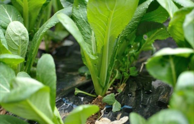 小松菜の育て方・種播きと植え付け、用土、株間、追肥や収穫などの栽培管理