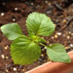 シソの育て方・種まき植え付け、用土や株間、追肥や摘芯、収穫などの栽培管理