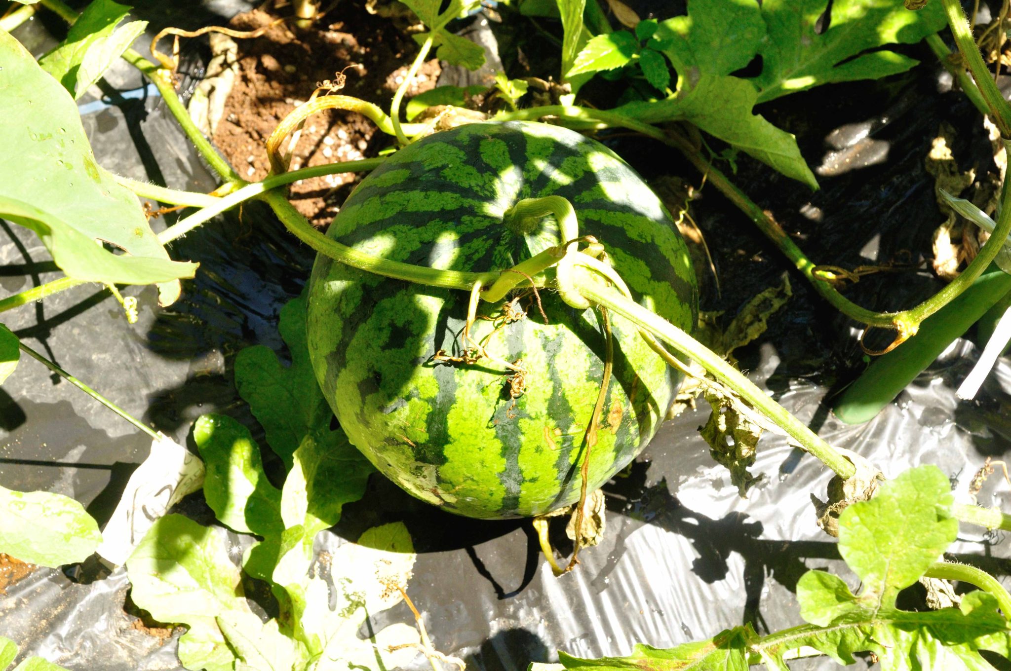 大玉 スイカ タヒチ の 栽培